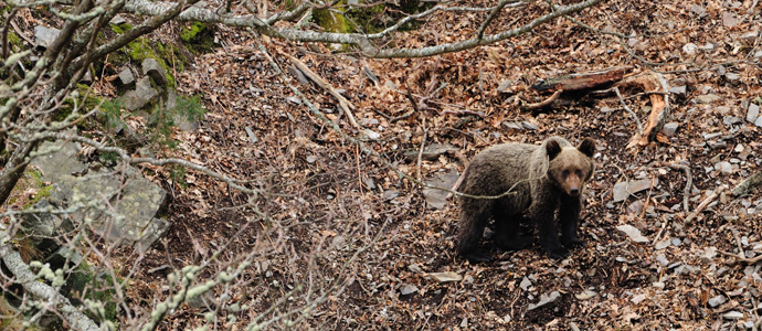 Un dispositivo de bsqueda trata de capturar en Cantabria a un oso herido
