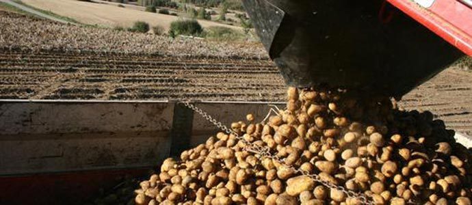 Ganadera convoca ayudas a la compra de semilla certificada para producir patata de Valderredible