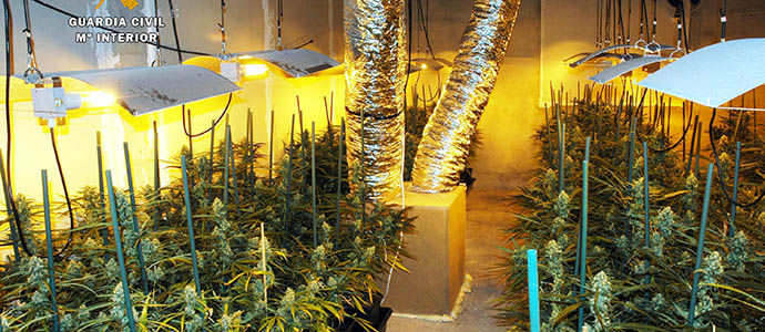 La Guardia Civil desmantela una nueva plantacin de marihuana con casi medio millar de plantas en Parbayn