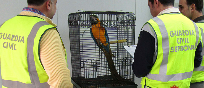 La Guardia Civil recupera los guacamayos robados en Torrelavega e interviene otras cinco aves exticas 