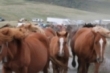 Feria ganadera de Aguayo (2015)