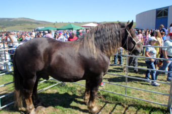 Feria de Ganado Vacuno y Caballar de San Mateo