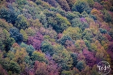 Los colores del otoo (Tejo)