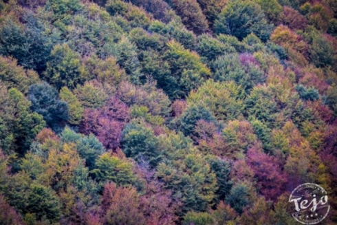 Los colores del otoo (Tejo)