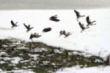 Nieve en Yuso y Reinosa (7-02-2013)