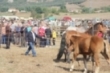 Feria de ganado vacuno y caballar de San Mateo (2016)