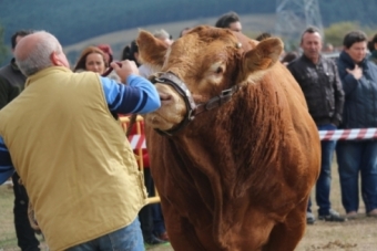 Feria ganadera de Campoo de Enmedio en Requejo