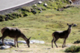 Fauna campurriana