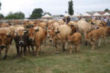 Mucho pblico y ganado en la VIII Feria de Campoo de Yuso