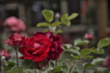 Concurso floral en Naveda