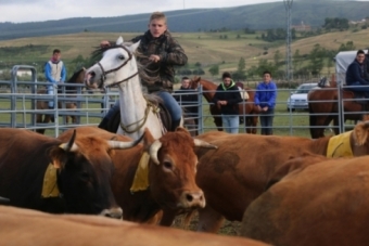 Team penning en Requejo