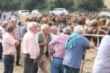 Feria de ganado de Espinilla (2017)