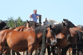Feria de San Roque en Retortillo