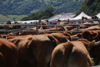 VI Feria-Exposicin ganadera de vacuno y caballar de Santiurde Reinosa