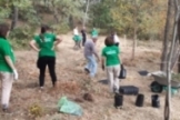 Nueva plantacin de tejos en Campoo de Yuso
