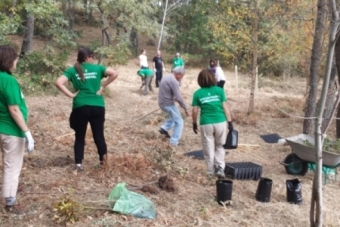 Nueva plantacin de tejos en Campoo de Yuso