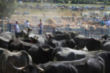 Multitudinaria feria en Espinilla (2013)