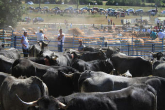 Multitudinaria feria en Espinilla (2013)