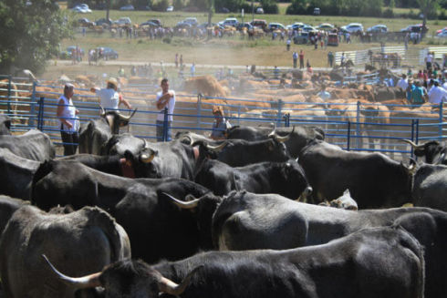 Multitudinaria feria en Espinilla (2013)