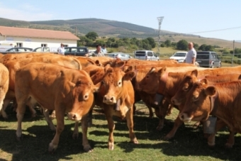 Feria ganadera de Campoo de Yuso