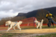 Campeonato de Espaa de Mushing Sprint de Tierra 