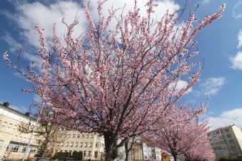 Las flores de marzo