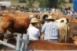 Feria ganadera de Campoo de Yuso (2019)