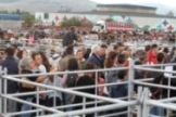 Feria de Ganado Vacuno y Caballar de San Mateo (2019)