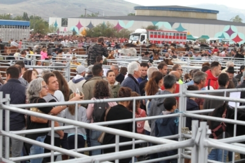 Feria de Ganado Vacuno y Caballar de San Mateo (2019)