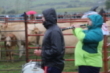 Feria ganadera de Campoo de Enmedio (2019)