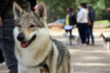 Belleza canina
