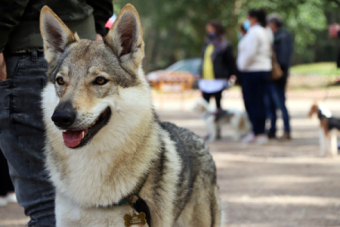 Belleza canina