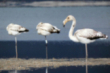 Flamencos en el Embalse del Ebro