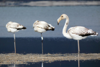 Flamencos en el Embalse del Ebro