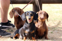II Concurso Nacional Canino de Valderredible