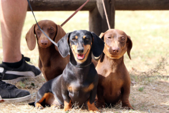 II Concurso Nacional Canino de Valderredible