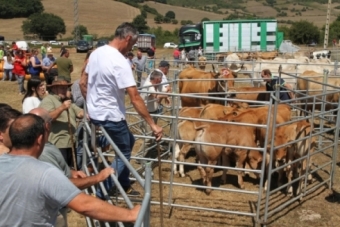  XIV Concurso Exposicin de ganado de Campoo de Yuso