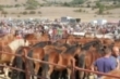 Feria ganadera de San Mateo 2022