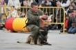 Exhibicin de la unidad canina del Regimiento de Transmisiones 21