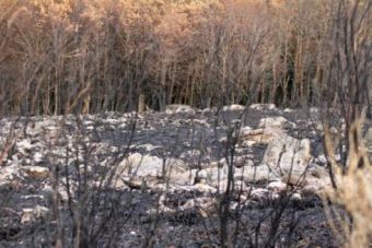 Las faldas del Endino despus del incendio