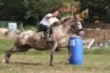 Concentracin de caballos en Salces
