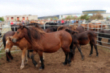 Feria de Ganado de San Mateo (2023)