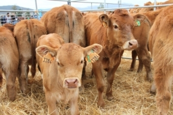 XXXIV Feria de Ao de Campoo de Enmedio 