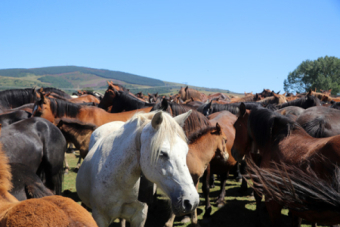 Feria de Ganado y Mercado Artesanal de Campoo de Yuso (2024)