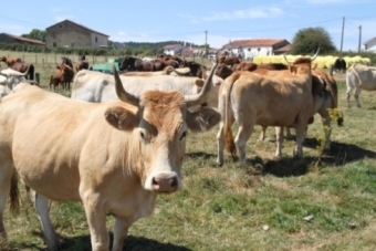 Feria ganadera de Retortillo