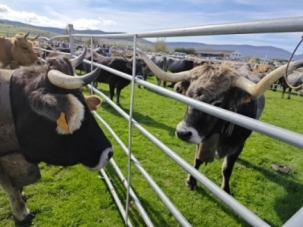 Feria ganadera de Campoo de Enmedio