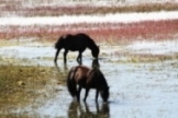 El verano a orillas del Embalse del Ebro
