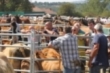 XVIII Feria-Exposicin de Ganado, Mercado Artesanal y Agroalimentario de Campoo de Yuso