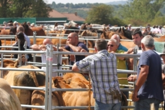 XVIII Feria-Exposicin de Ganado, Mercado Artesanal y Agroalimentario de Campoo de Yuso