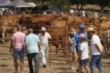 Feria ganadera de Espinilla (2025)